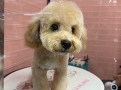 -FAELING PETS美天灵宠物(合生汇店)