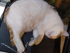 -平行世界·猫咖(首经贸店)