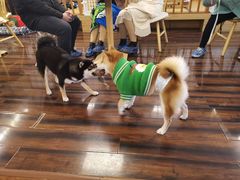-豆柴町-柴犬主题狗咖(红鼎国际C座店)