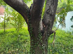 -郑州植物园