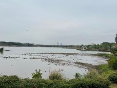 -海珠湖公园