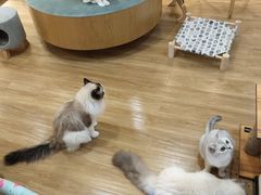 -滚猫咖啡·猫咖·猫友好撸猫(未来城店)