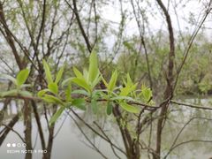 -长兴太湖图影湿地文化园