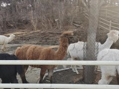 -沈阳森林动物园