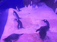 -暹罗海洋世界