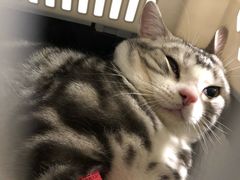 -纳吉亚猫专科动物医院·北北分院