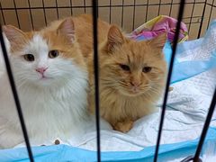 -纳吉亚猫专科动物诊疗中心(蒋宅口分院)