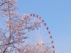 -顾村公园