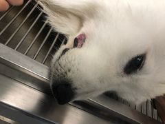 -安安宠医宠物医院·异宠·犬猫内科(岳阳分院)