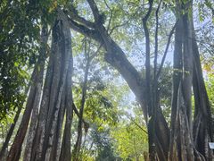 -瑞丽独树成林风景区