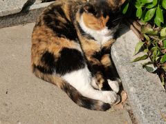 -多乐熊烤肉·俪米鸡(家佳源店)