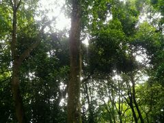 -南宁良凤江国家森林公园