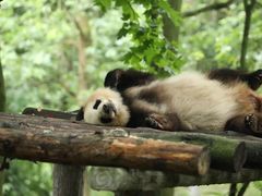 -都江堰中华大熊猫苑