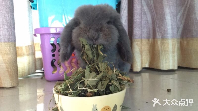 我最喜欢😘得小兔兔