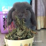 我最喜欢😘得小兔兔
