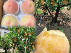 -老袁家蜜桃农场·阳山水蜜桃