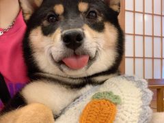 -豆柴町-柴犬主题狗咖(红鼎国际C座店)