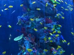 -芜湖新华联大白鲸海洋公园