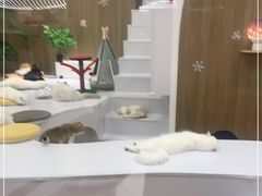 -COLOR PETS 撸猫馆·购猫·猫咖(长风大悦城店)
