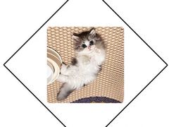 -小猫来了·猫舍(红山六九七九店)