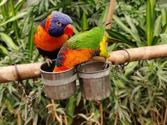 -南宫五洲植物乐园