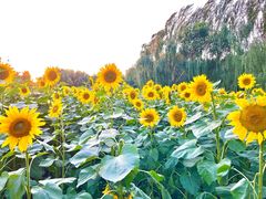 -长白岛森林公园