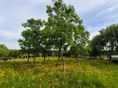 -昆山城市生态森林公园