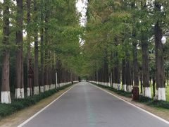 -黄海国家森林公园