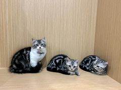 -美迦爱-牙专科·兔科·骨科诊疗中心(北苑店)