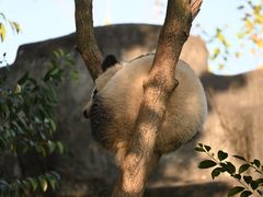 -成都大熊猫繁育研究基地