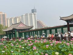 -莲花池公园