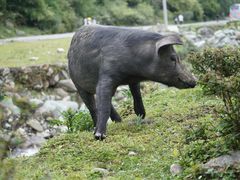 -硗碛藏寨·神木垒景区