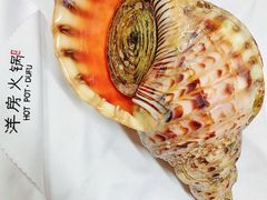 凤尾螺-小洋房•海鲜火锅酒楼(华林路店)
