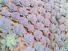 -南通洲际绿博园