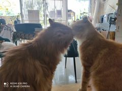 -平行世界·猫咖(首经贸店)