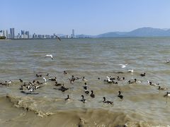-深圳湾公园(南山区)