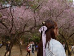 -武汉大学-樱园