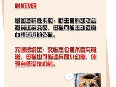 -70cat德文卷毛猫·缅因猫纯种猫舍