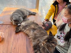 -猫小院猫主题咖啡厅(北锣店)