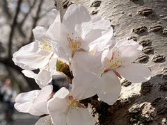 -高东镇樱花园