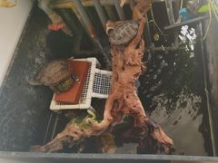 -灵龟之家百象馆(百象馆联合旗舰店)