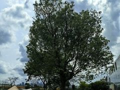 -光明小镇欢乐田园