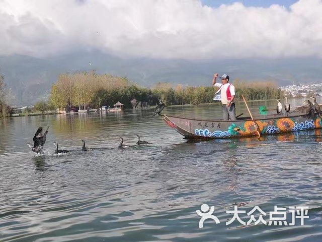 大理洱海鱼鹰驯化表演基地(沙村鱼鹰之家大理办事处)