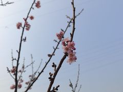 -重庆园博园