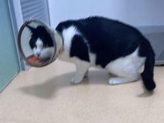 -小叮当动物医院·骨科·眼科