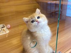 -猫十亿·布偶金渐层·曼基康矮脚猫舍(青年路店)