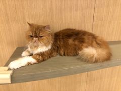 -飞行喵MR PILOT|猫舍·猫咖(静安大融城店)