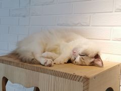 -momokira米努特·德文卷毛猫·棉花面纱犬