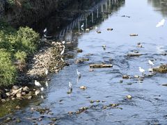 -杨柳河(地铁站)