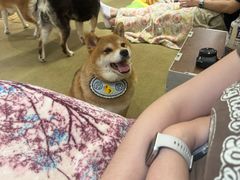 -逗柴咖啡屋·狗咖猫咖宠物桌游
